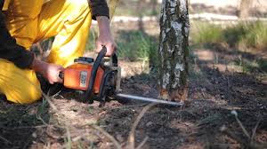 Professional Tree Services in East Northport, NY