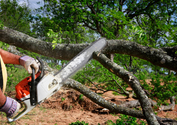 How Our Tree Care Process Works  in  East Northport, NY